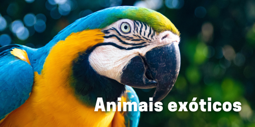 Animais Exóticos: Espécies, Cuidados e Impactos Ambientais