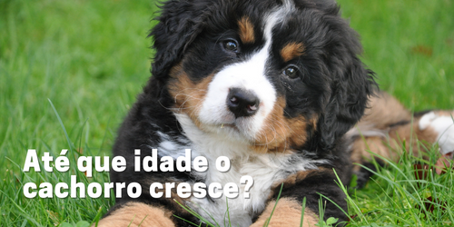 Até que Idade o Cachorro Cresce: Tudo o Que Você Precisa Saber