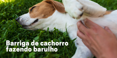 Barriga de Cachorro Fazendo Barulho: Causas, Prevenção e Quando Procurar um Veterinário