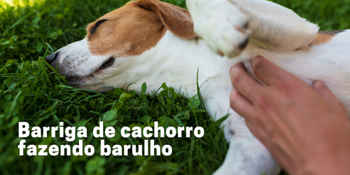 Entenda o Que Causa Barulho na Barriga do Cachorro e Como Evitar - Saúde Canina