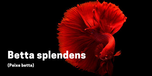 Betta splendens: Guia definitivo atualizado 2023