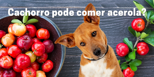 Cachorro pode comer acerola? Descubra agora se essa fruta faz bem para seu pet