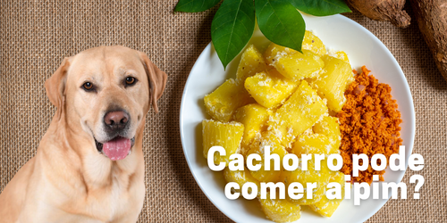 Cachorro pode comer aipim?