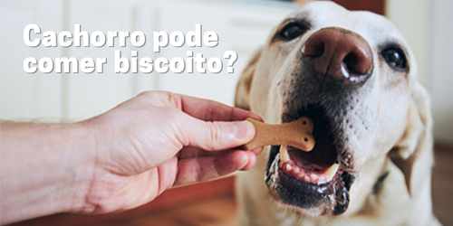 Cachorro pode comer biscoito?