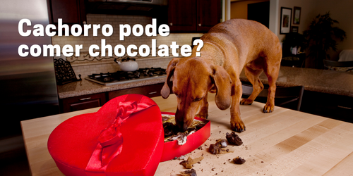 Cachorro pode comer chocolate? Descubra a verdade sobre essa questão