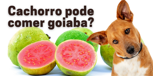 Cachorro Pode Comer Goiaba? Saiba os Benefícios e Cuidados Necessários