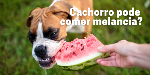 Cachorro pode comer melancia?