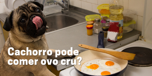 Cachorro pode comer ovo cru? Precauções e benefícios | Guia completo