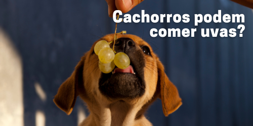 Cachorro Pode Comer Uva? Descubra os Riscos e Alternativas Seguras de Petiscos