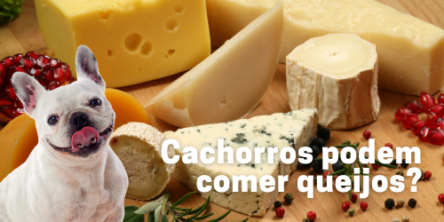 Cachorros Podem Comer Queijo? Benefícios, Riscos e Dicas de Alimentação