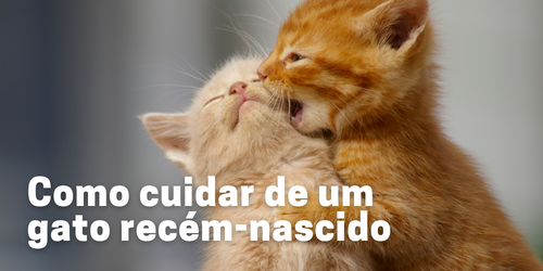 Como cuidar de um gato recém-nascido: 6 dicas essenciais