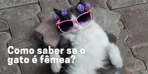 Como saber se o gato é fêmea?