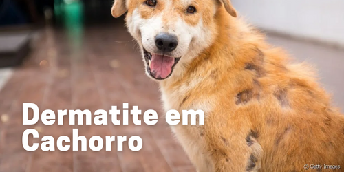 Dermatite em Cachorro: Entenda os Sintomas, Causas e Tratamentos