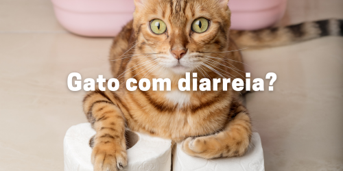 Gato com Diarreia: Causas, Sintomas, Diagnóstico e Tratamento