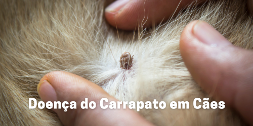 Doença do Carrapato em Cães: Um Guia Completo de Prevenção e Tratamento