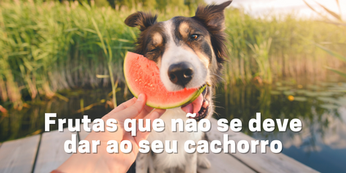 Frutas que não se deve dar ao seu cachorro: conheça as principais e mantenha seu cão seguro