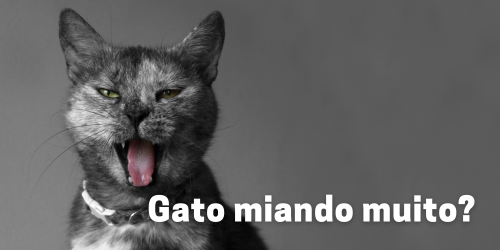 Gato Miando Muito: Causas e Soluções para Miados Excessivos