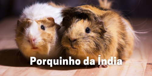 Porquinho da Índia: Guia Completo com Tudo o Que Você Precisa Saber!