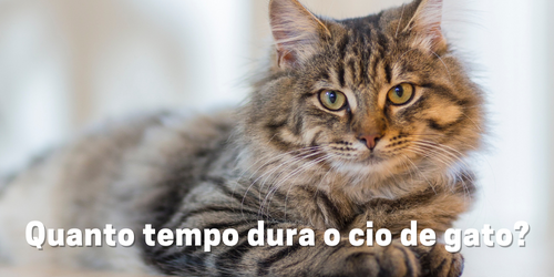 Quanto tempo dura o cio de gato?