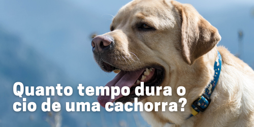 Quanto tempo dura o cio de uma cachorra?