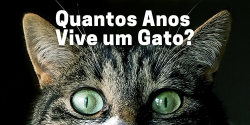 Quantos anos vive um gato?