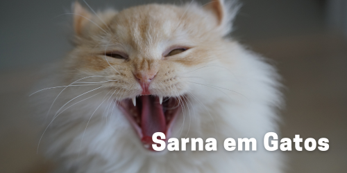 Sarna em Gatos: Entendendo, Diagnosticando e Tratando