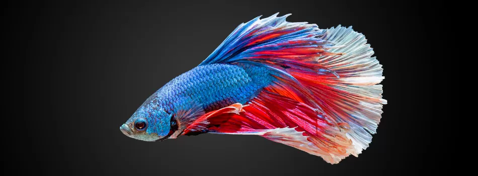 Betta Splendens