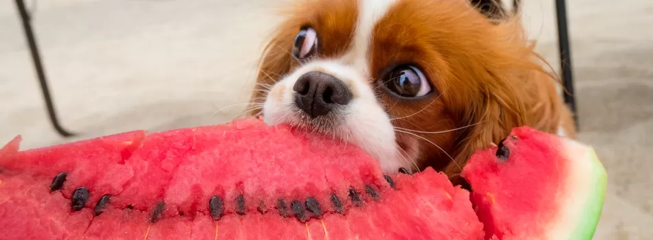 Cachorro Comendo Melancia