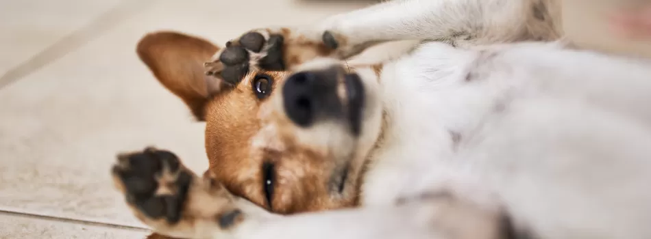 Cachorro De Barriga Para Cima