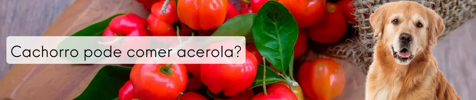 Cachorro Pode Comer Acerola