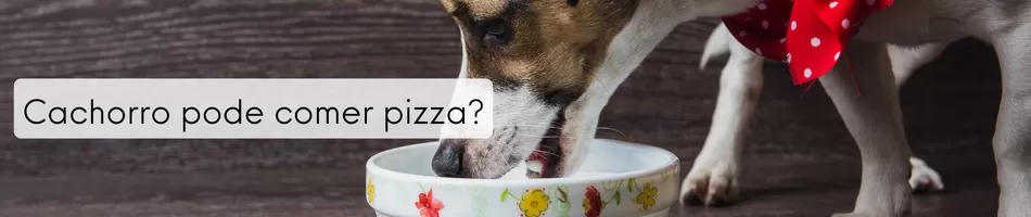 Cachorro Pode Comer Pizza