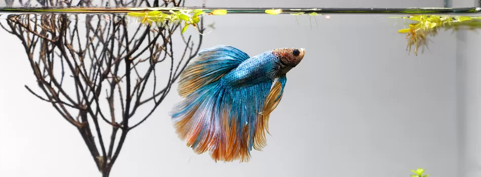 Caracteristica Betta Splendens