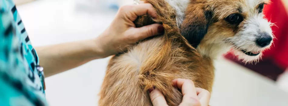 Causas Da Dermatite Em Cachorro