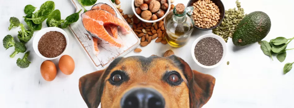 Como Adminstrar Omega 3 Para Seu Cachorro