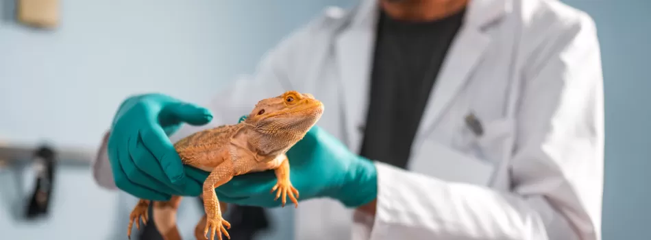 Cuidados Basicos Com Repteis Domesticos