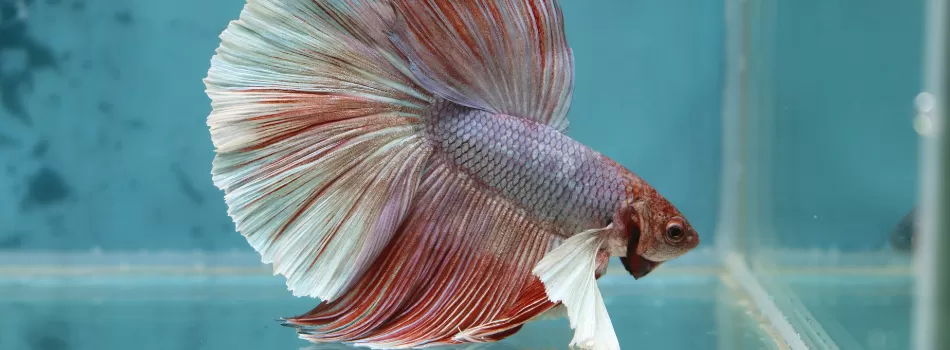 Cuidados Com Betta Splendens