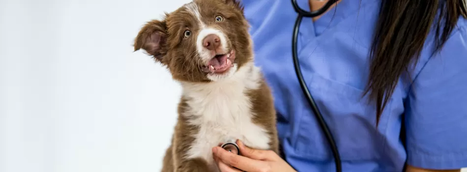 Diagnostico E Tratamento Da Dermatite Em Cachorros