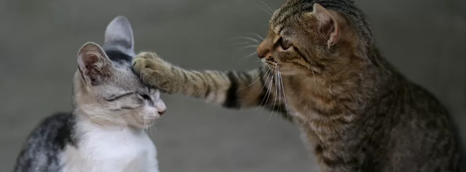 Duvidas Frequentes Longividade Dos Gatos