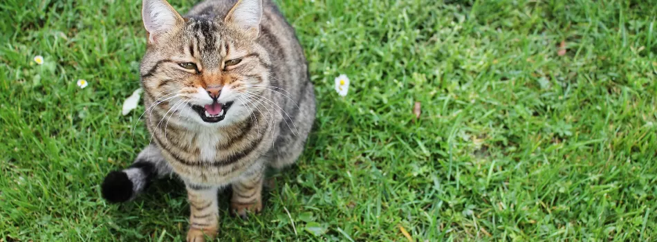 Gato Miando Muito