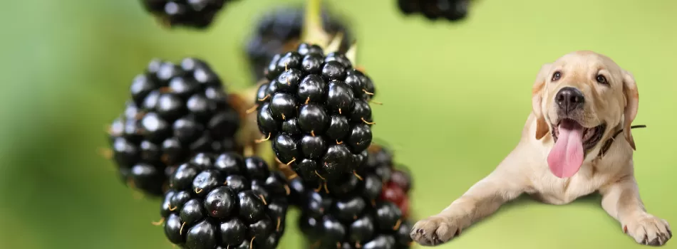 Oferecer Amora Aos Cachorros