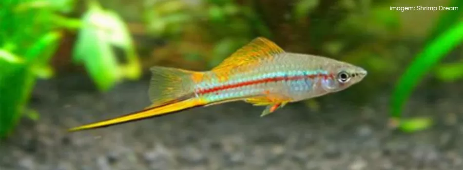 Peixe Espada Para Aquarista Iniciante