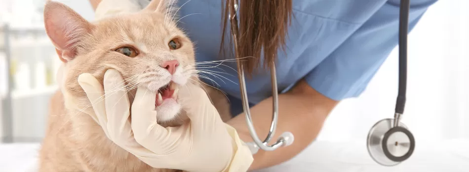 Veterinario De Gatos